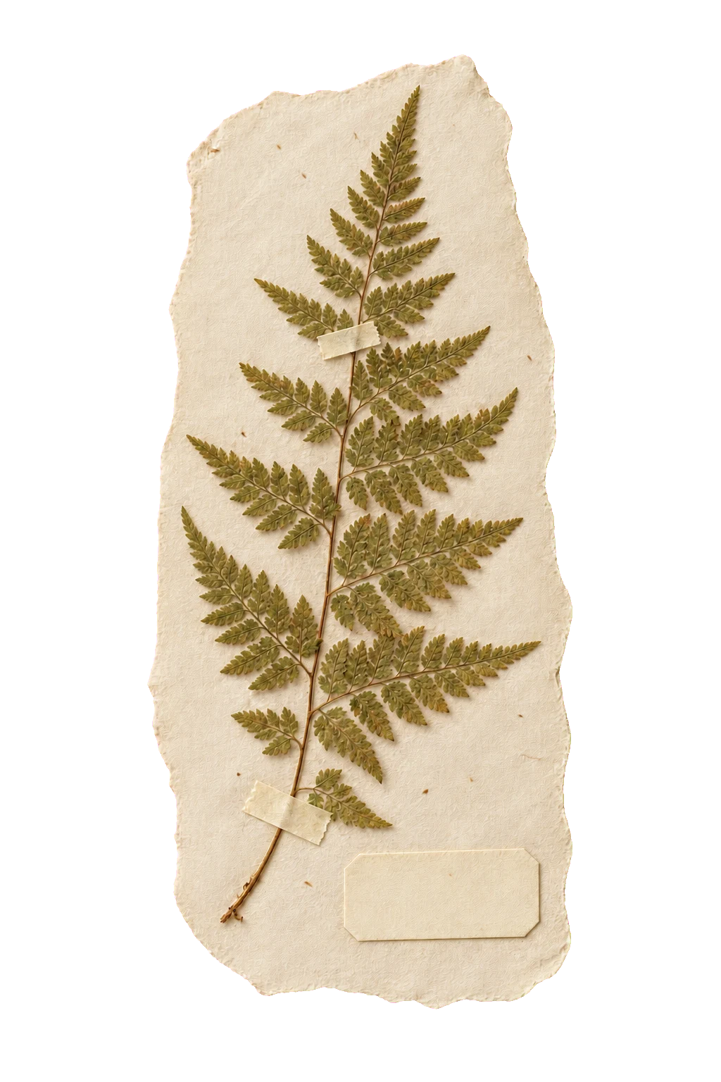 Pressed fern specimen on an archival paper slip